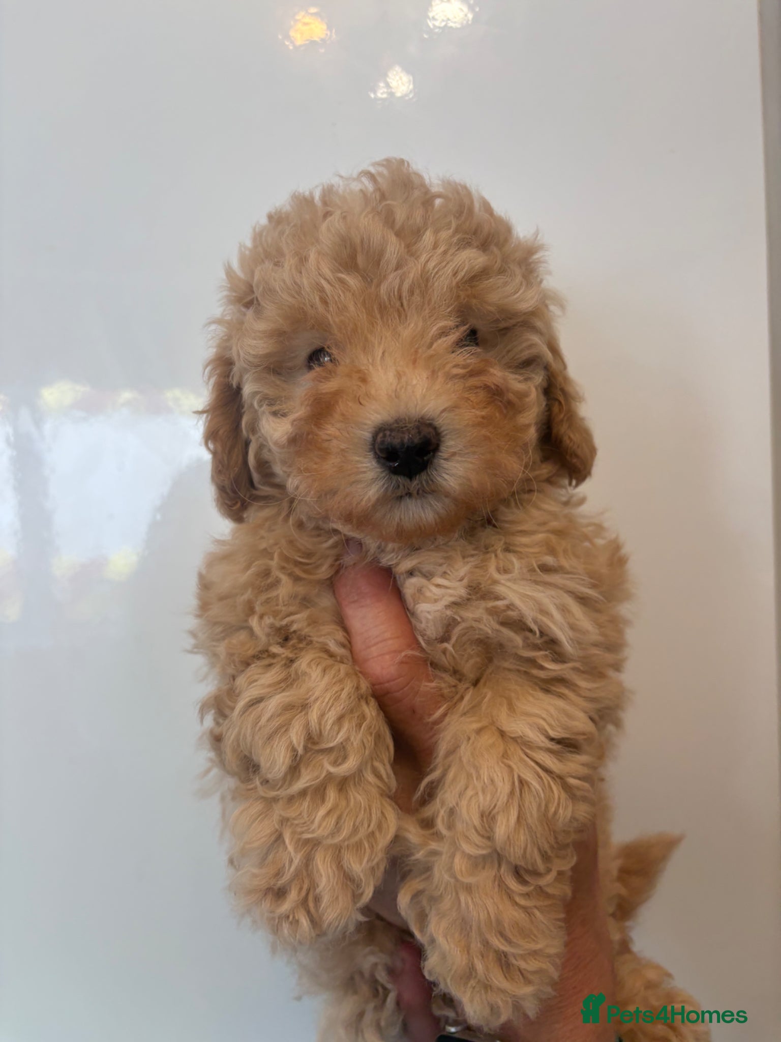 Maltipoo dogs 🤩 1 stunning female Maltipoo 🤩 - Advert 14