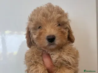 Maltipoo dogs 🤩 1 stunning female Maltipoo 🤩 - Advert 14