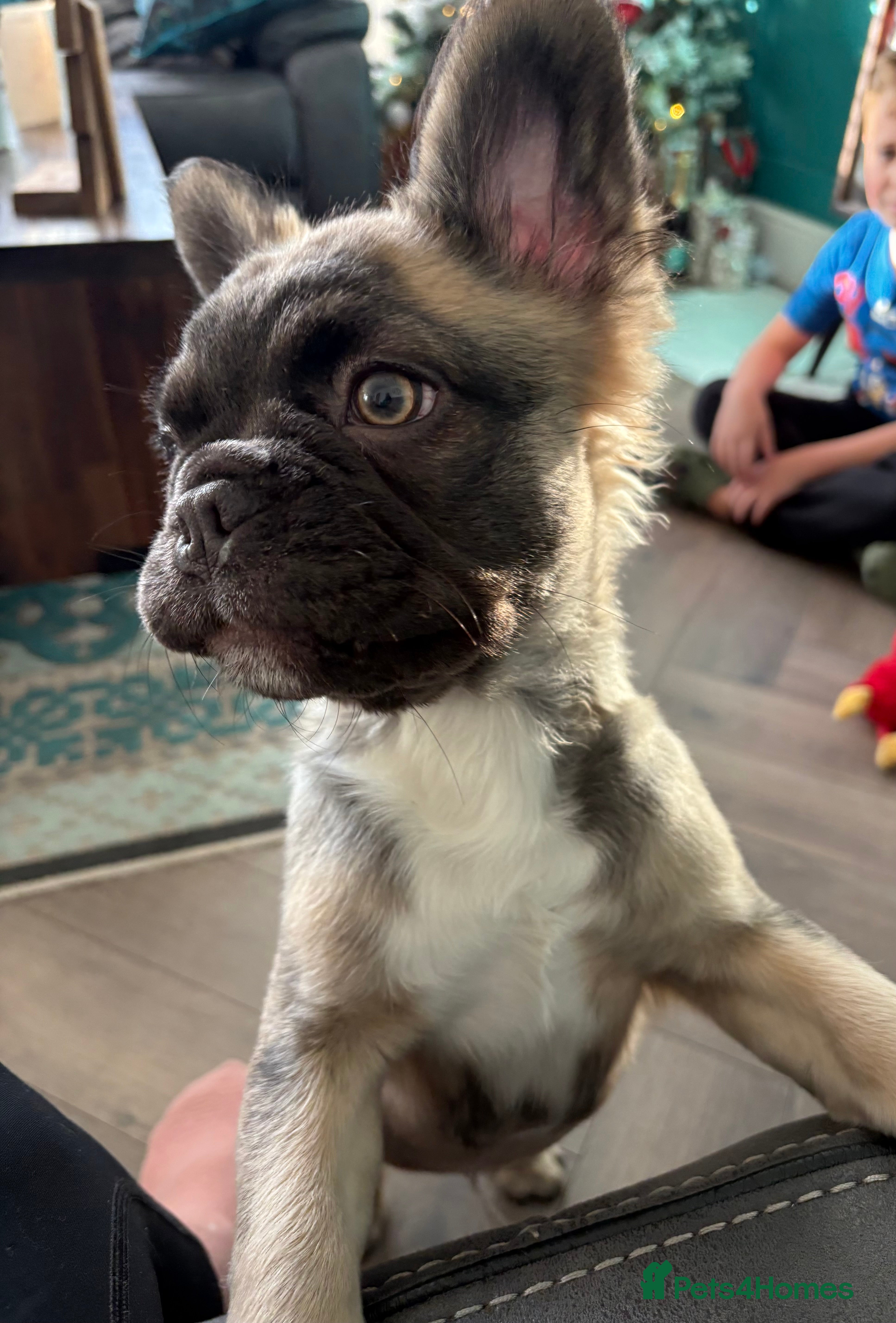French Bulldog dogs  Fluffy Frenchie 🧸 - Advert 8
