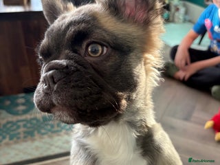 French Bulldog dogs Fluffy Frenchie 🧸 - Advert 8