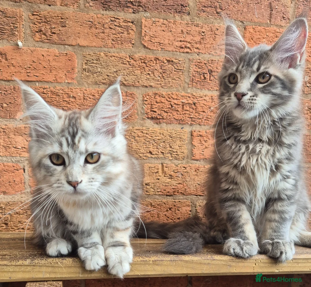 Maine Coon cats for sale: 2 Beautiful Maine coon kittens - Advert 2