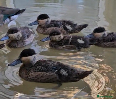 Ducks poultry Blue billed teal - Advert 13