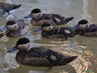 Ducks poultry - Advert 11