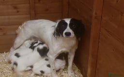 English Springer Spaniel dogs for sale: English springer spaniel puppies  - Image 5