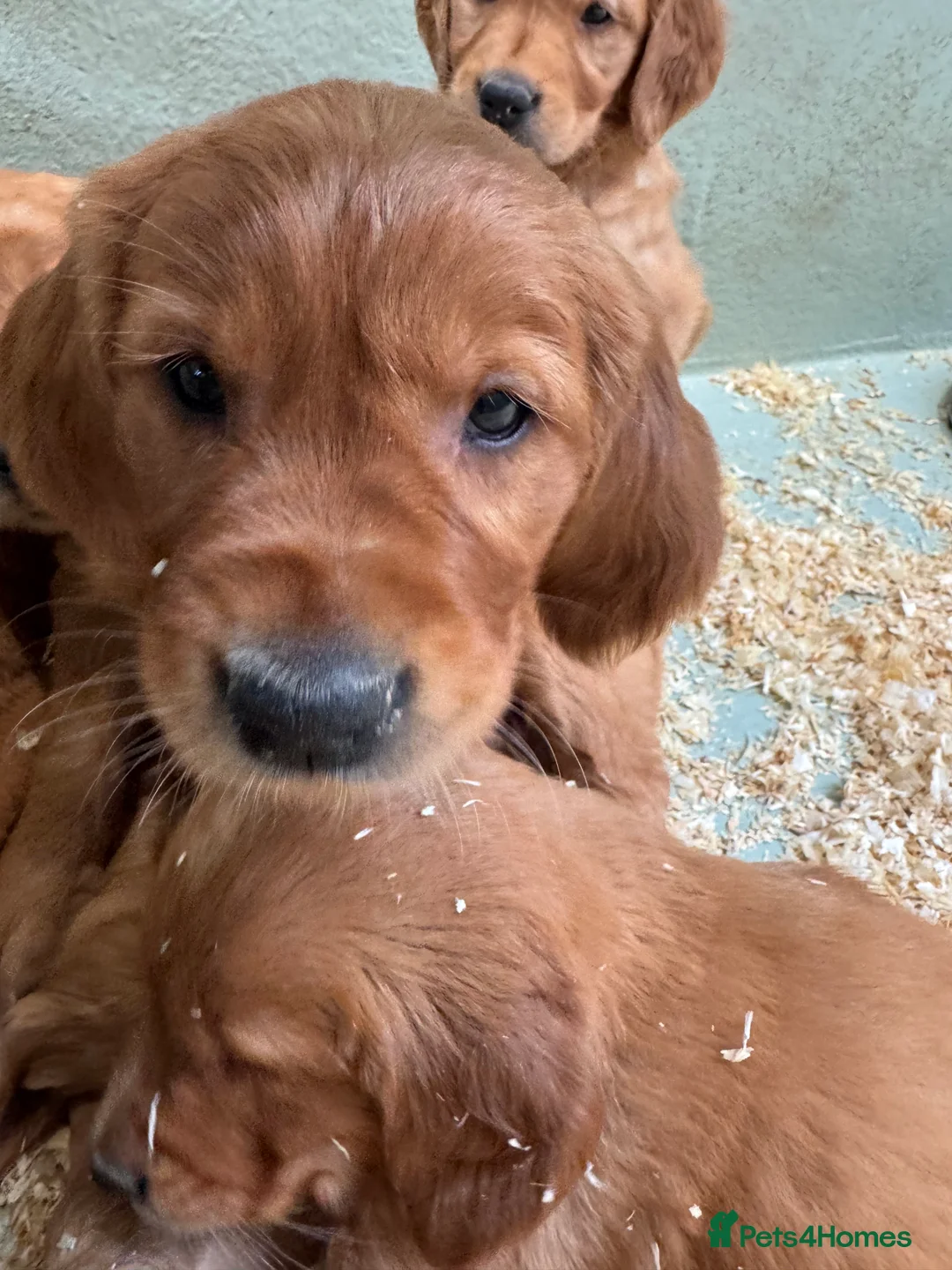 Golden Retriever dogs for sale: BEAUTIFUL GOLDEN RETRIEVERS-PARENTS HEALTH TESTED - Advert 8