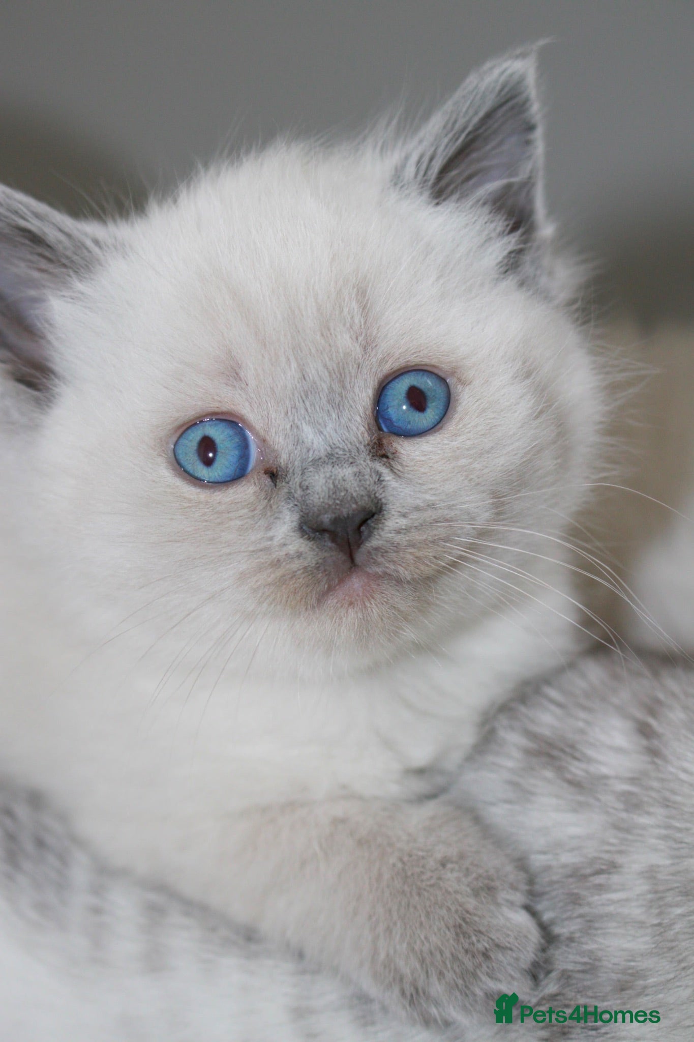 Ragdoll cats Beautiful Ragdoll Kittens 🐾 1 Boy & 2 Girls - Advert 9