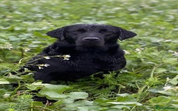 Labrador Retriever dogs for sale: KC registered traditional working Labrador puppies - Image 7