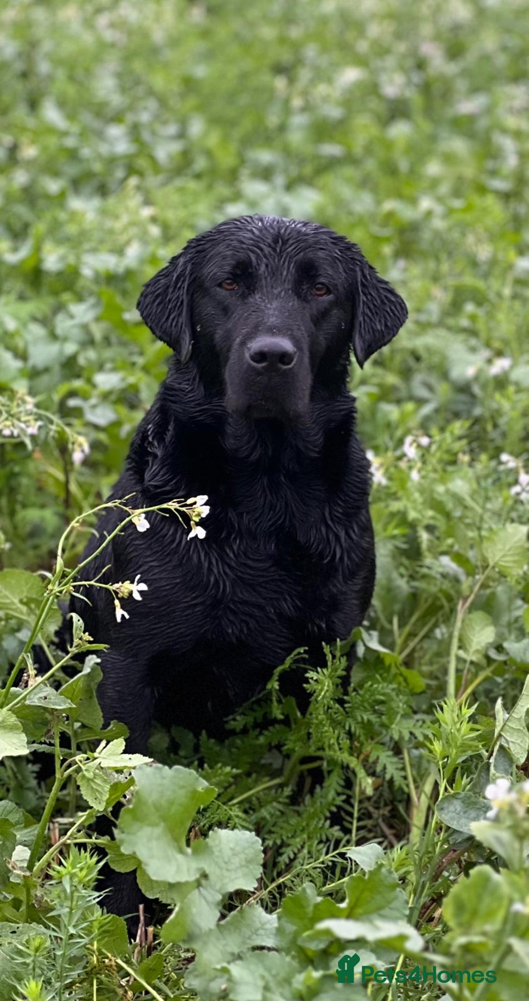 Labrador Retriever dogs for sale: KC registered traditional working Labrador puppies - Image 7