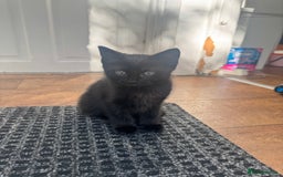 Mixed Breed cats for sale: Lovely kitten - Image 8