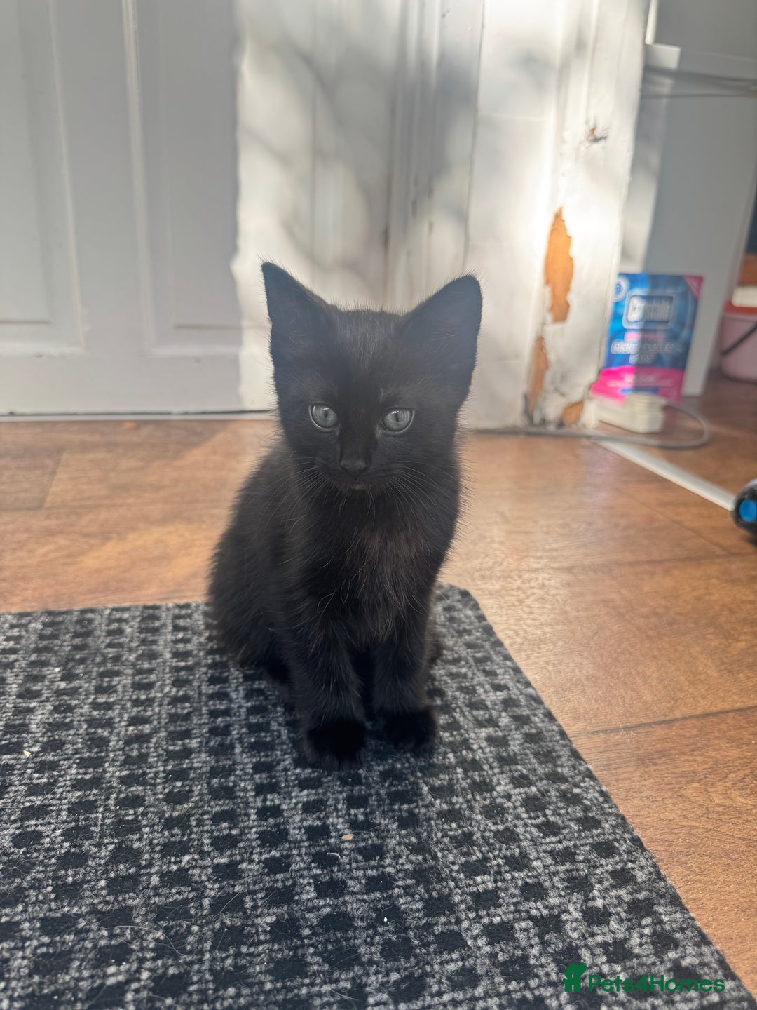 Mixed Breed cats for sale: Lovely kitten - Image 8