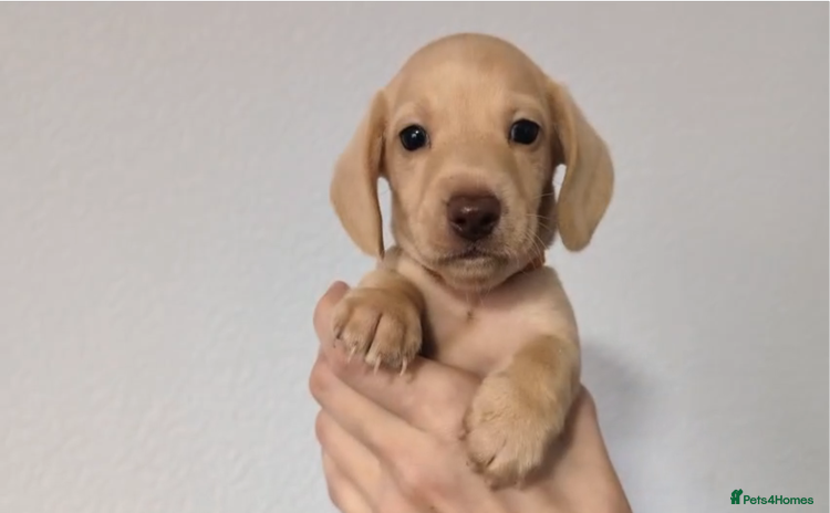 Miniature Dachshund dogs - Advert 2