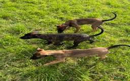 Mixed Breed dogs for sale: Bull herder puppies - Image 3