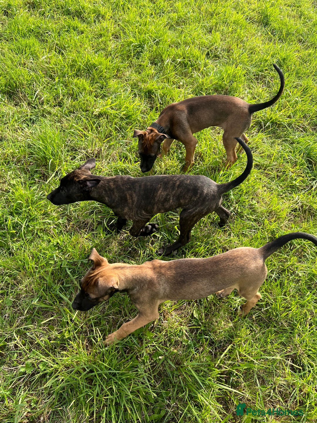 Mixed Breed dogs for sale: Bull herder puppies - Image 3