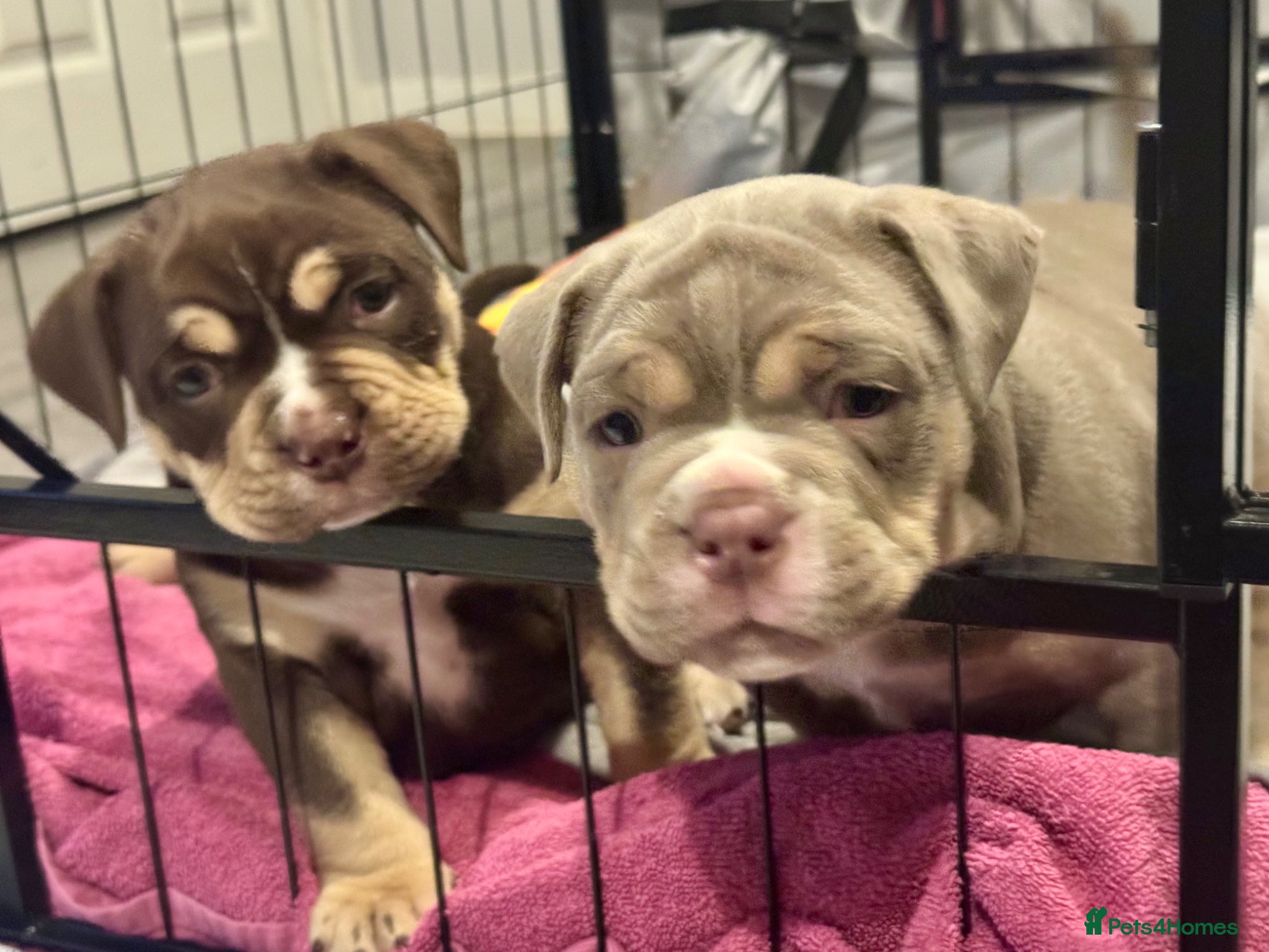 Olde English Bulldogge dogs Chunky Olde English bulldogge. lilac,chocolate tri - Advert 3