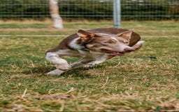 Border Collie dogs for stud: Health tested KC/ISDS smoothcoat lilac for stud  - Image 8