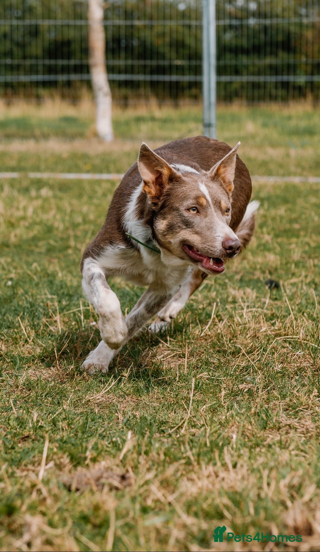 Border Collie dogs for stud: Health tested KC/ISDS smoothcoat lilac for stud  - Image 8