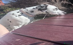 Dalmatian dogs for sale: Gorgeous Dalmatian girl  - Image 3