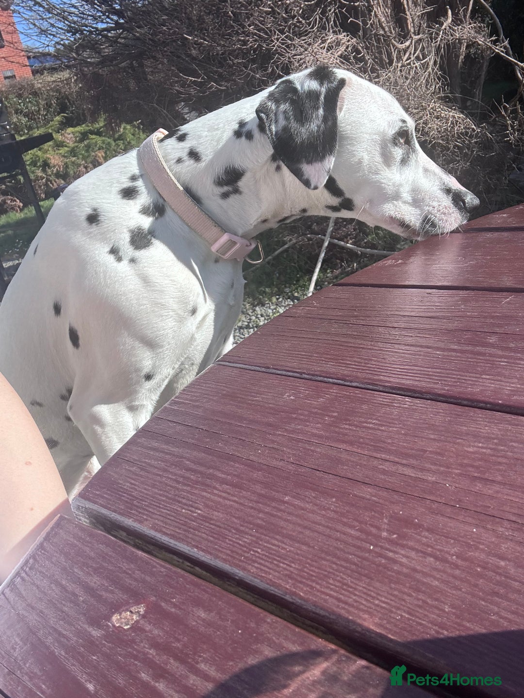 Dalmatian dogs for sale: Gorgeous Dalmatian girl  - Image 3