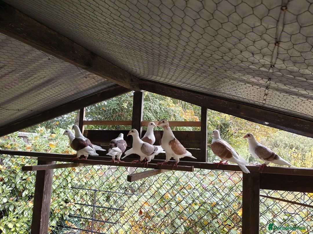 Pigeons birds for sale: sadleback hommers for sale - Advert 9