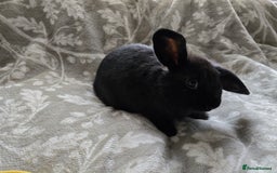 Mini Lop rabbits for sale: 3 little black bunnies pearls silver-plated fur - Advert 5