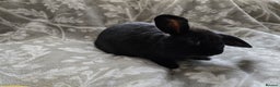 Mini Lop rabbits for sale: 3 little black bunnies pearls silver-plated fur - Advert 5