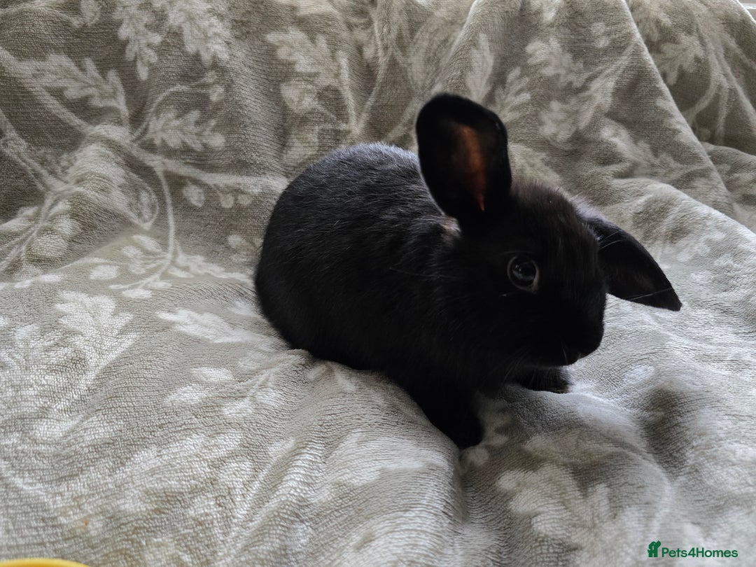 Mini Lop rabbits for sale: 3 little black bunnies pearls silver-plated fur - Advert 5
