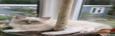 Esme - Ragdoll 2