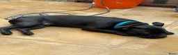 Mixed Breed dogs for sale: French Bulldog x Beagle - looking for forever home - Advert 4