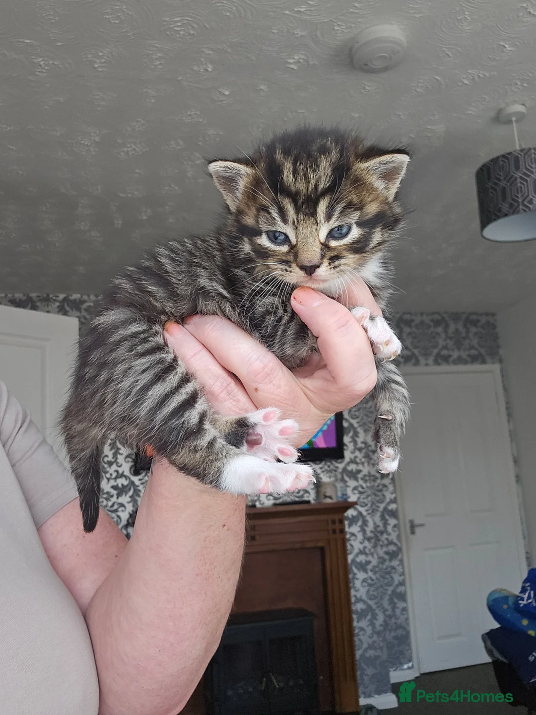 Mixed Breed cats for sale: Beautiful kittens  in Stanley - Advert 2