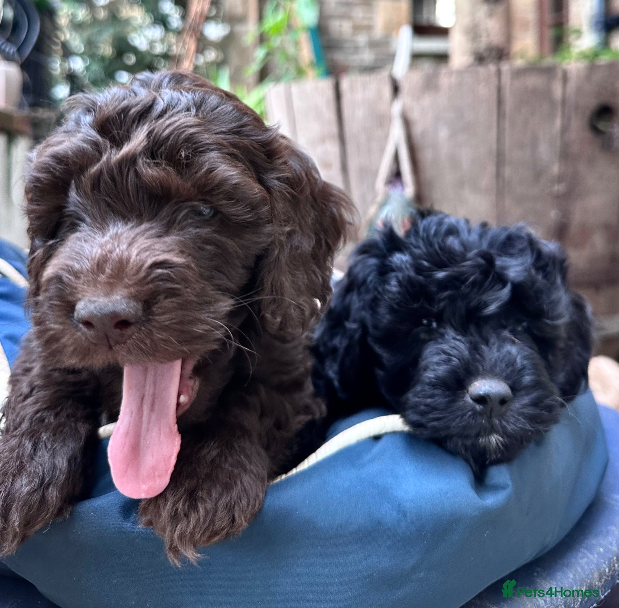Cockapoo dogs F2 Cockapoo Puppies - Ready to leave  - Advert 4