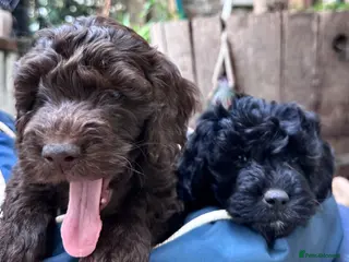 Cockapoo dogs F2 Cockapoo Puppies - Ready to leave - Advert 4