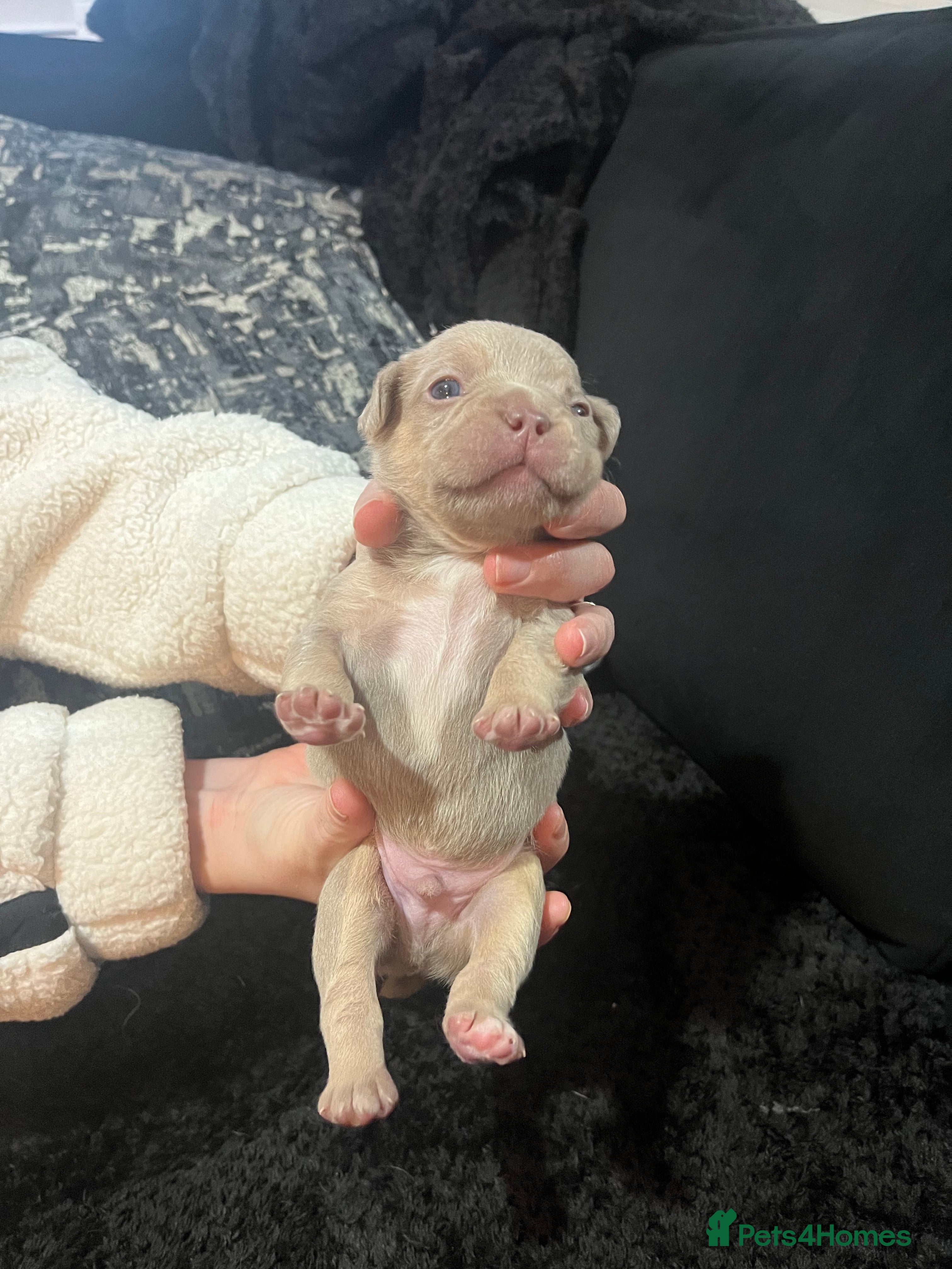 French Bulldog dogs French bulldog - Advert 7