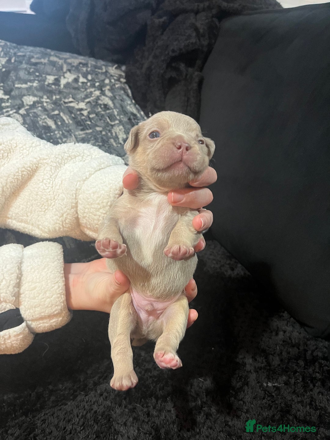 French Bulldog dogs for sale: French bulldog - Advert 3