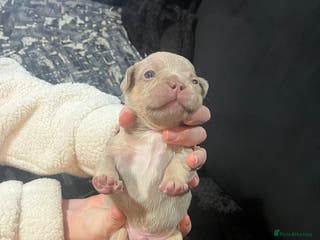 French Bulldog dogs French bulldog - Advert 6