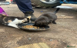 Domestic Shorthair cats for sale: Farm kittens £30 pair - Image 5