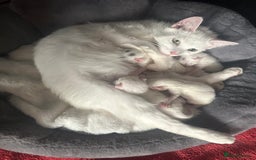 British Shorthair cats for sale: 2 Kittens ready to go now. - Image 3