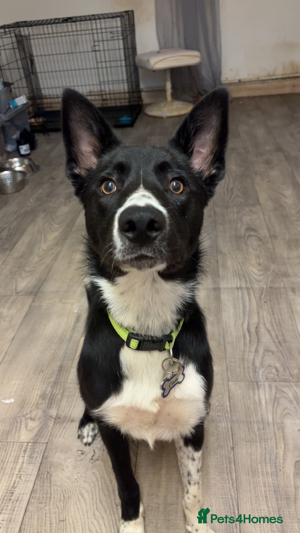 Border Collie dogs Coco  - Advert 12