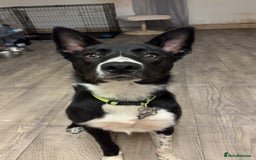 Border Collie dogs for sale: Coco  - Image 1