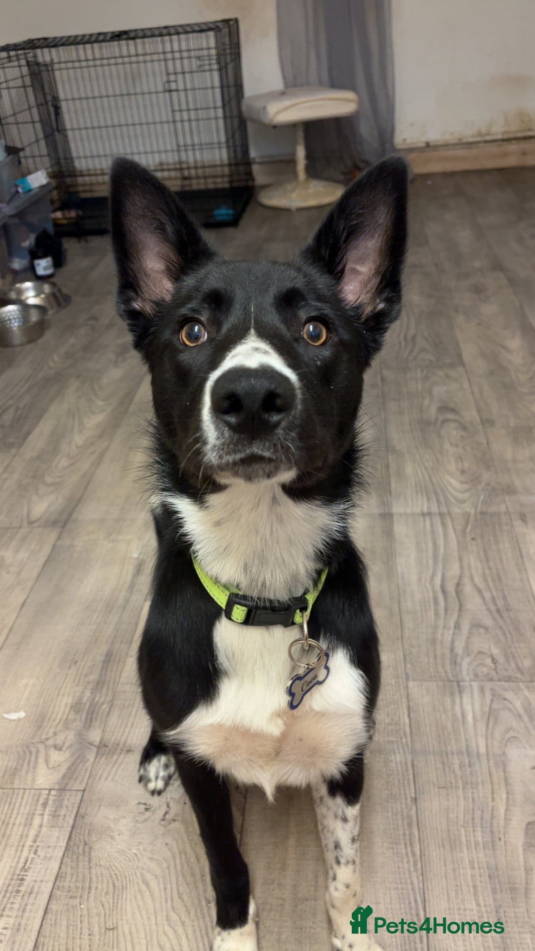 Border Collie dogs for sale: Coco  - Image 1