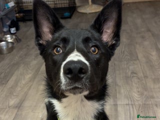 Border Collie dogs for sale: Coco - Advert 1