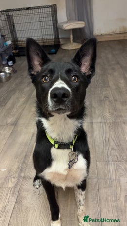 Border Collie dogs Coco - Advert 10