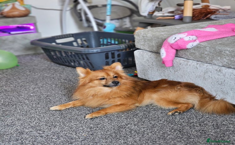 Pomeranian dogs - Advert 6