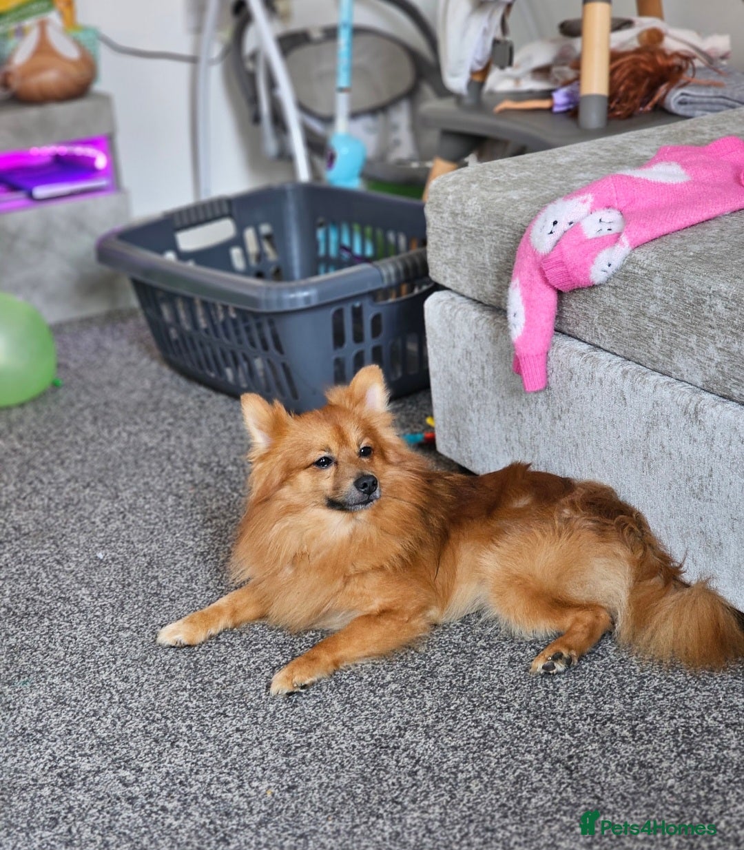 Pomeranian dogs for sale: 2 dogs needing to be rehomed. - Image 1