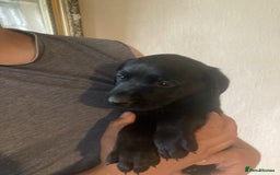 Labrador Retriever dogs for sale: Beautiful Black/yellow/foxred puppies! - Image 7