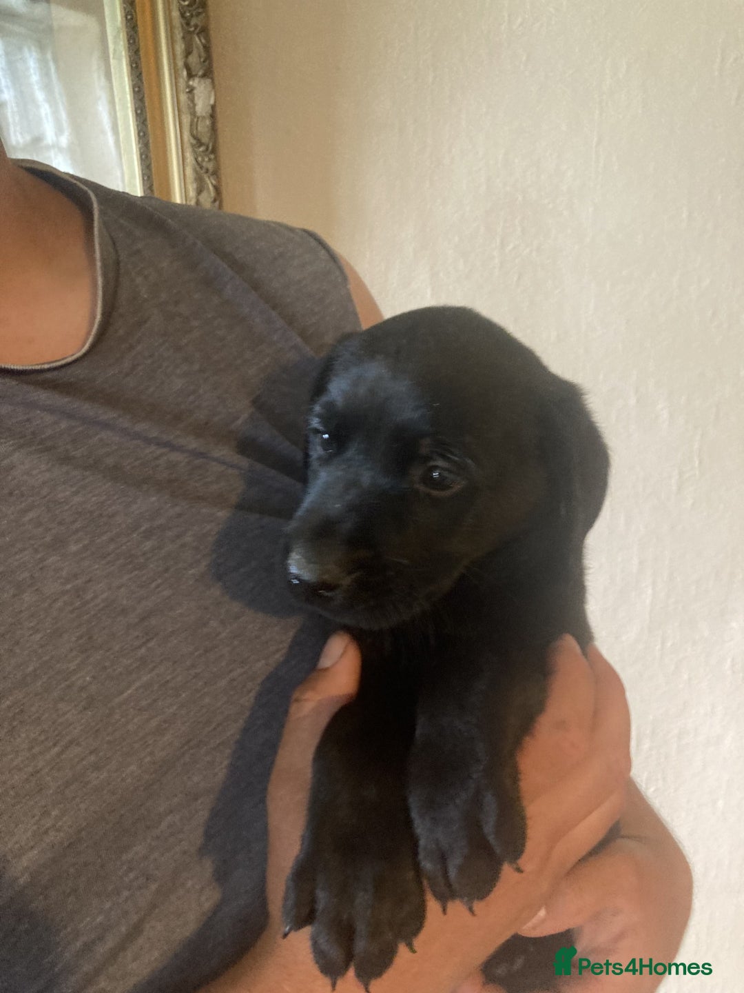 Labrador Retriever dogs for sale: Beautiful Black/yellow/foxred puppies! - Image 7