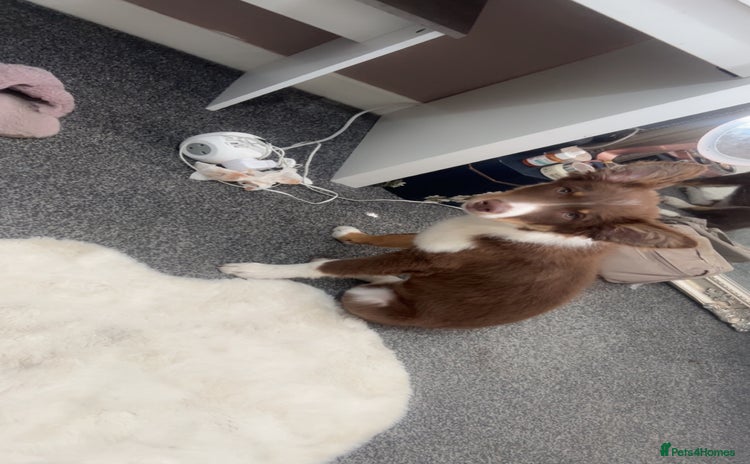 Border Collie dogs - Advert 1