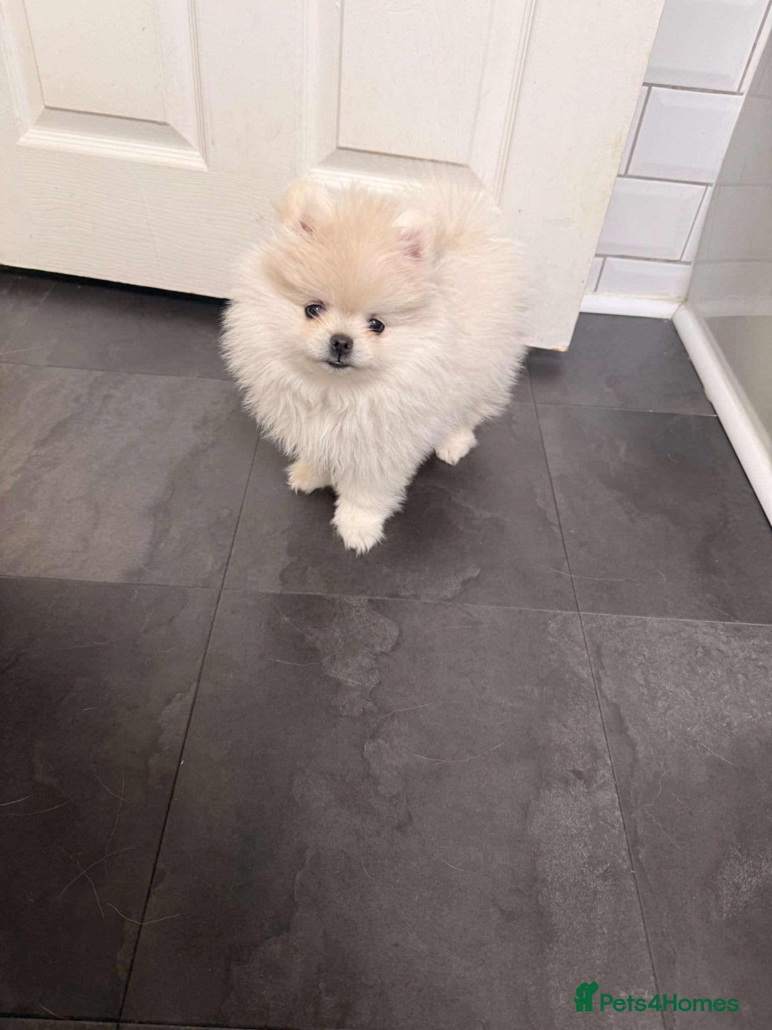 Pomeranian dogs Stunning white bear face Pomeranian girl £3000 - Advert 3