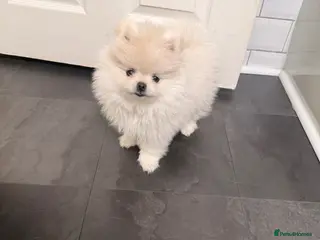 Pomeranian dogs Stunning white bear face Pomeranian girl £3000 - Advert 3
