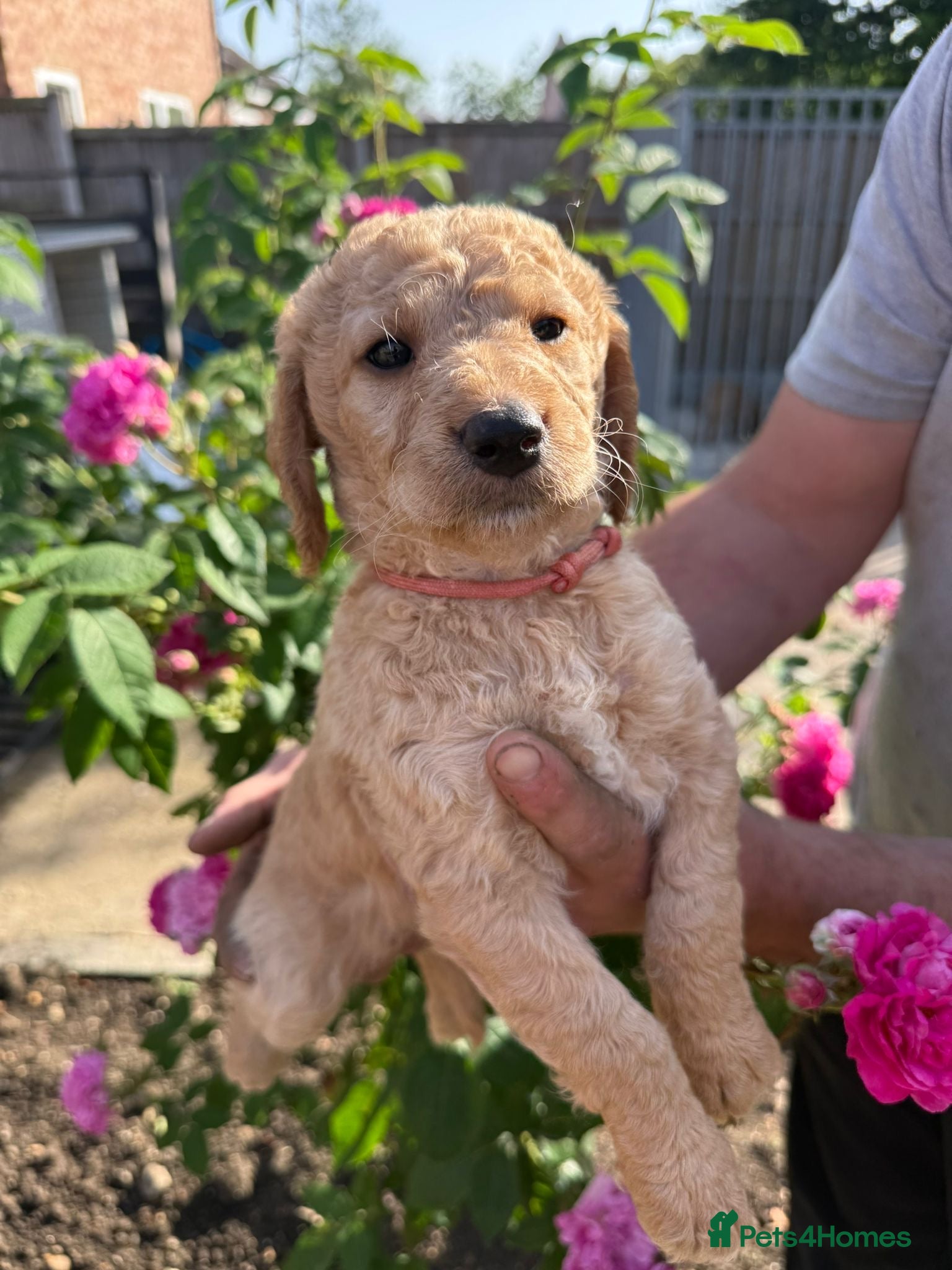 Labradoodle dogs 🐾 F1B Labradooles QUALITY! * 🐾   - Advert 2