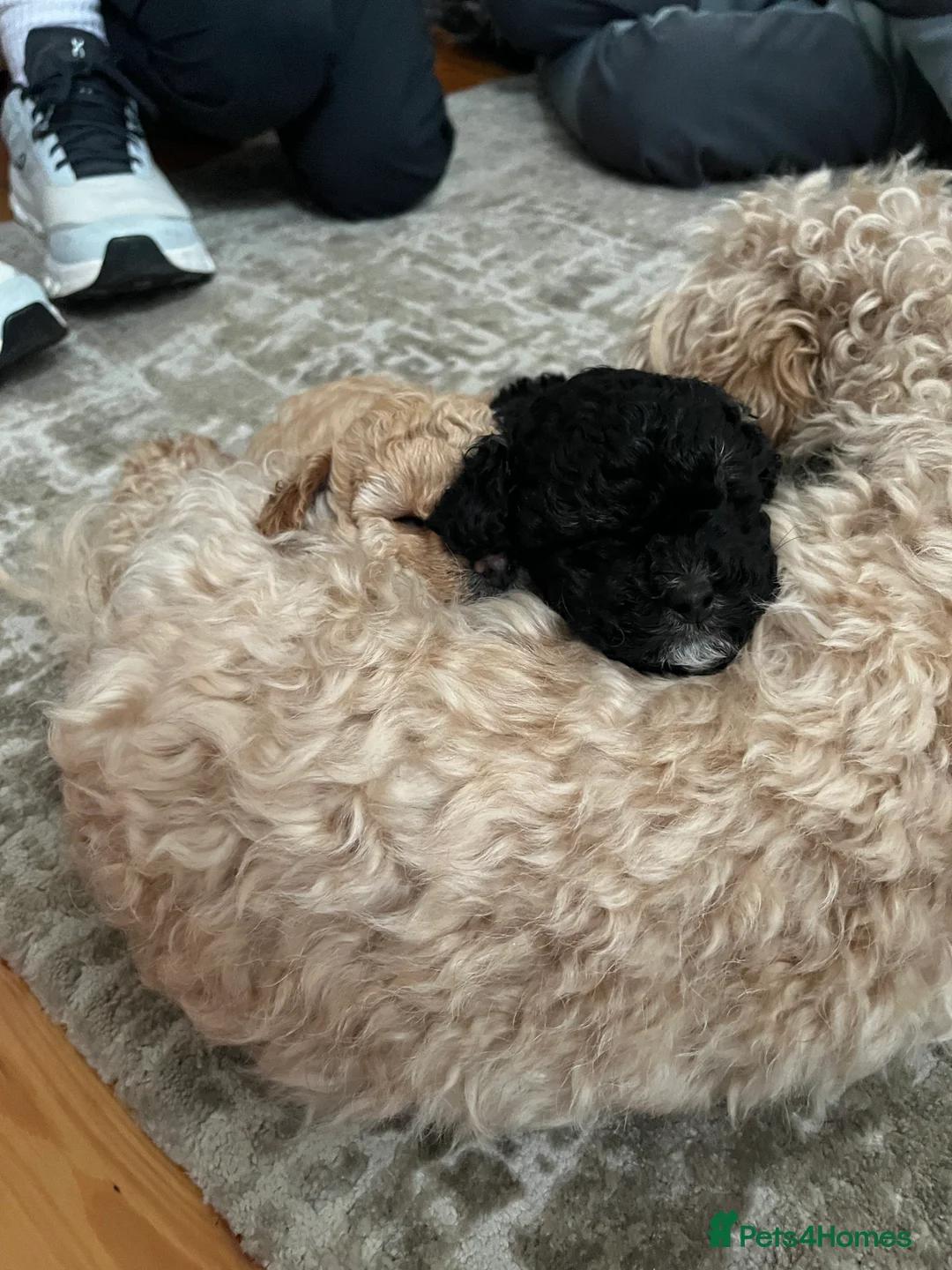 Maltipoo dogs for sale: Toy maltipoo in Stockport - Advert 5